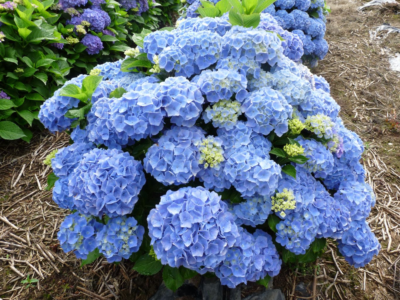 Hydrangea macrophylla 'Bodensee'